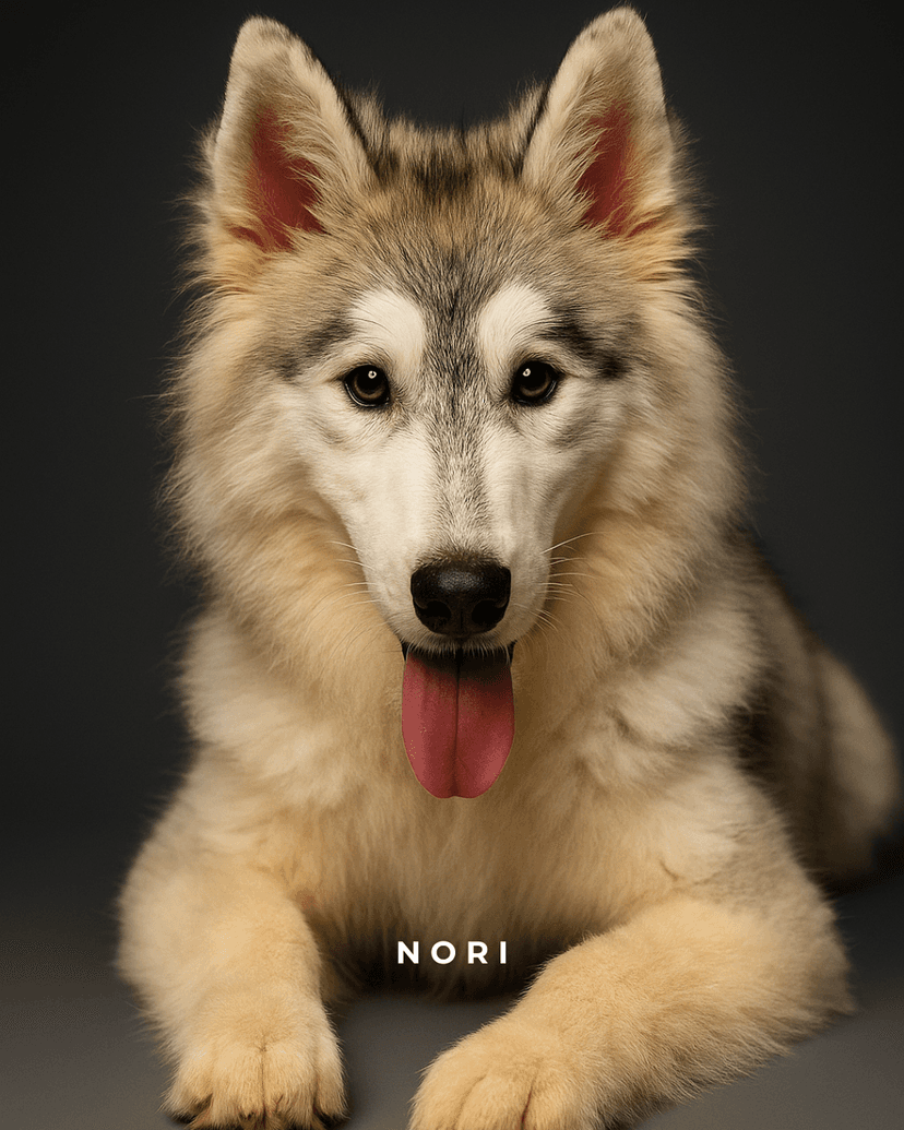 Nori - Siberian Husky